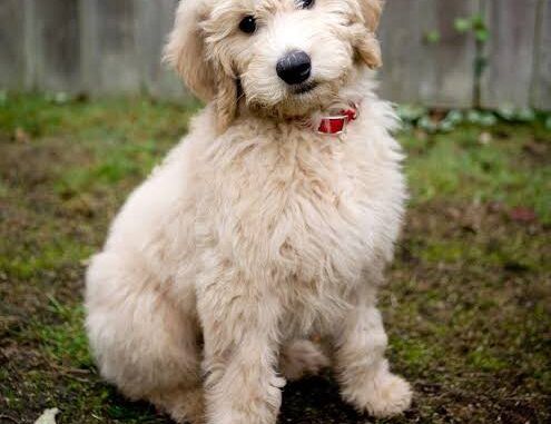Best Hypoallergenic Dog Breeds for Allergy Sufferers Best Hypoallergenic Dog Breeds for Allergy Sufferers