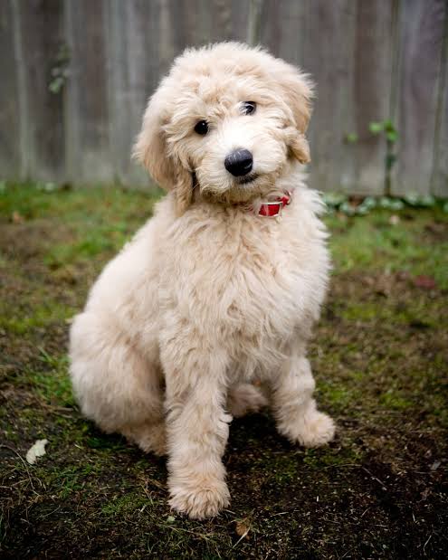 Best Hypoallergenic Dog Breeds for Allergy Sufferers