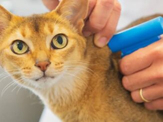 The Benefits of Microchipping Your Cat