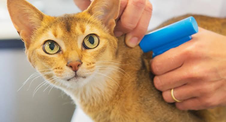 The Benefits of Microchipping Your Cat
