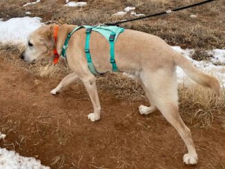 Best Dog Harnesses for Walking and Hiking