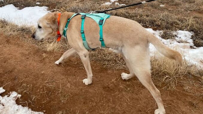 Best Dog Harnesses for Walking and Hiking Best Dog Harnesses for Walking and Hiking