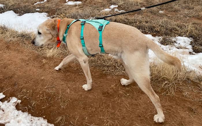 Best Dog Harnesses for Walking and Hiking