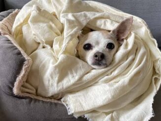 How to Choose the Best Pet Insurance for Dogs