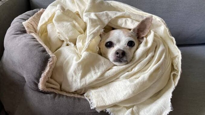 How to Choose the Best Pet Insurance for Dogs How to Choose the Best Pet Insurance for Dogs