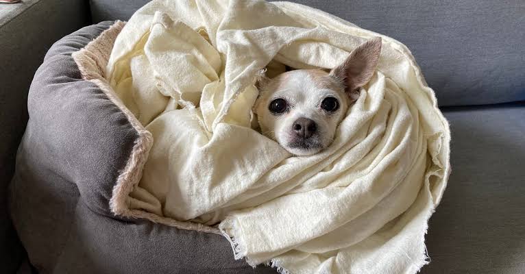 How to Choose the Best Pet Insurance for Dogs