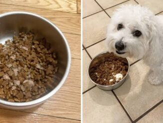 Best Dog Food for Sensitive Stomachs in 2025