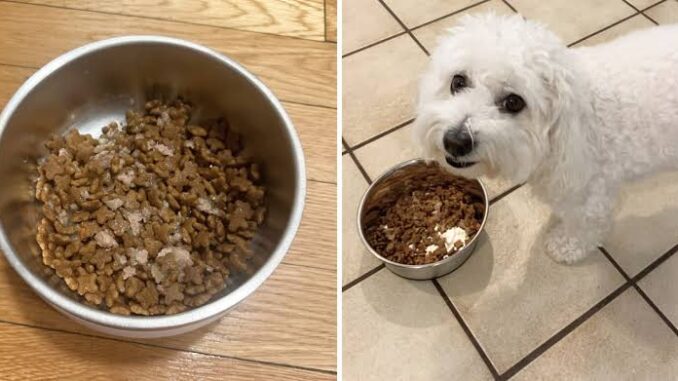 Best Dog Food for Sensitive Stomachs in 2025 Best Dog Food for Sensitive Stomachs in 2025