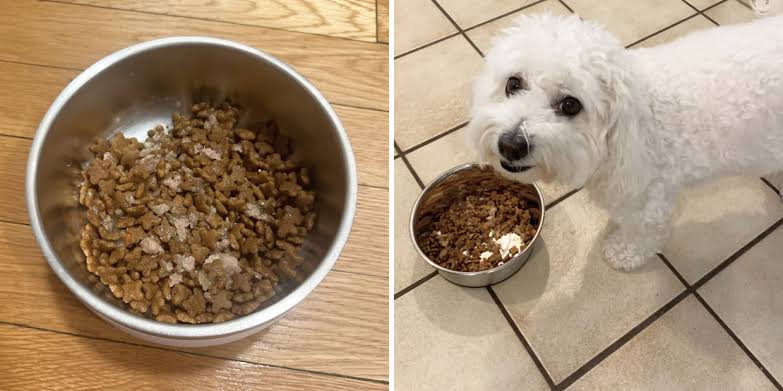 Best Dog Food for Sensitive Stomachs in 2025