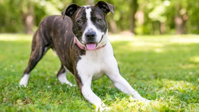 Guide to Understanding Dog Body Language Guide to Understanding Dog Body Language