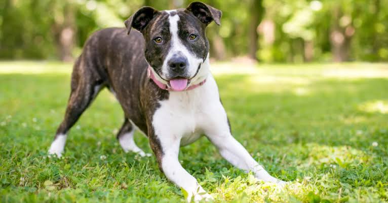 Guide to Understanding Dog Body Language