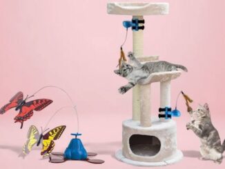 The Best Cat Toys for Active Felines