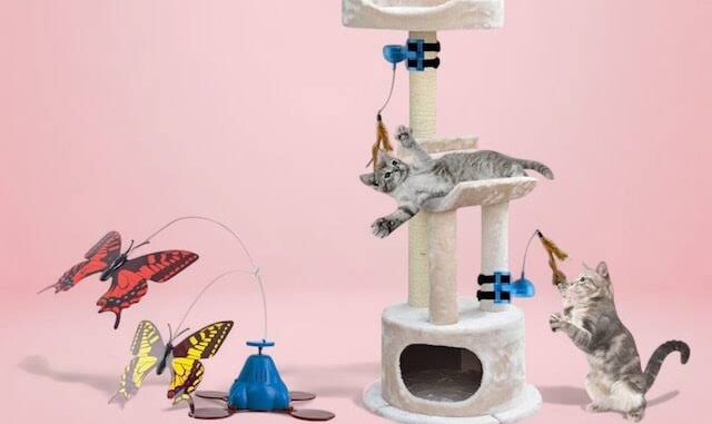 The Best Cat Toys for Active Felines The Best Cat Toys for Active Felines