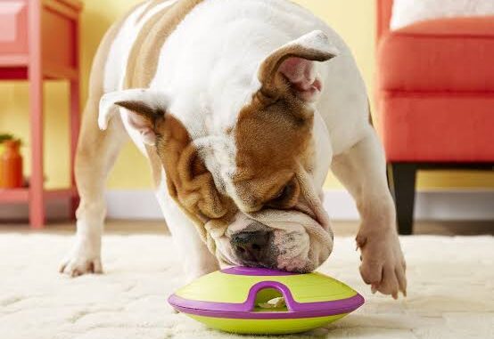 Top Interactive Toys for High-Energy Dogs Top Interactive Toys for High-Energy Dogs