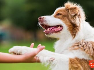 7 Essential Commands Every Dog Should Know