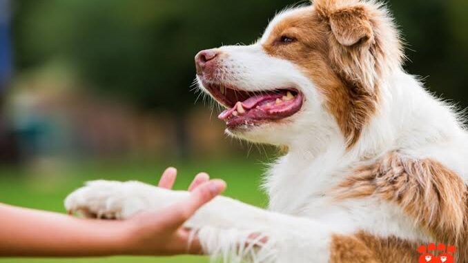 7 Essential Commands Every Dog Should Know 7 Essential Commands Every Dog Should Know