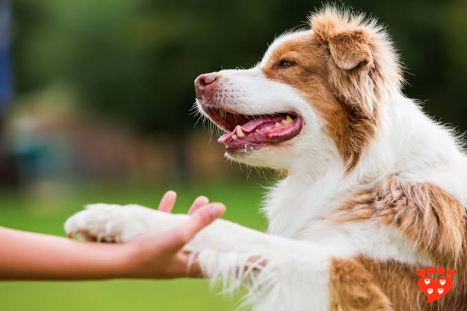 7 Essential Commands Every Dog Should Know