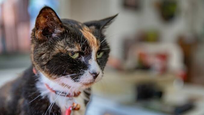 Caring for Senior Cats with Arthritis Caring for Senior Cats with Arthritis