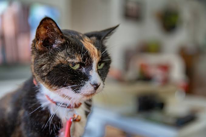 Caring for Senior Cats with Arthritis