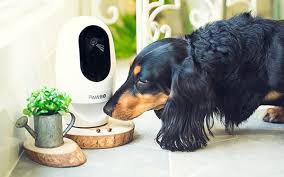 Best Pet Cameras for Monitoring Your Pets Remotely Best Pet Cameras for Monitoring Your Pets Remotely