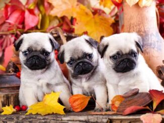 The Top 10 Most Popular Dog Names of 2025