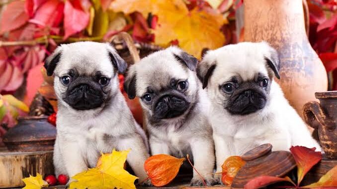 The Top 10 Most Popular Dog Names of 2025 The Top 10 Most Popular Dog Names of 2025