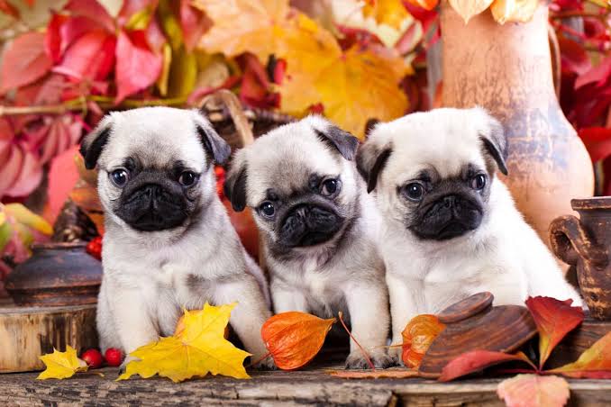 The Top 10 Most Popular Dog Names of 2025