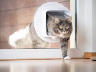 How to Train Your Cat to Use a Pet Door