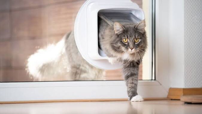 How to Train Your Cat to Use a Pet Door How to Train Your Cat to Use a Pet Door