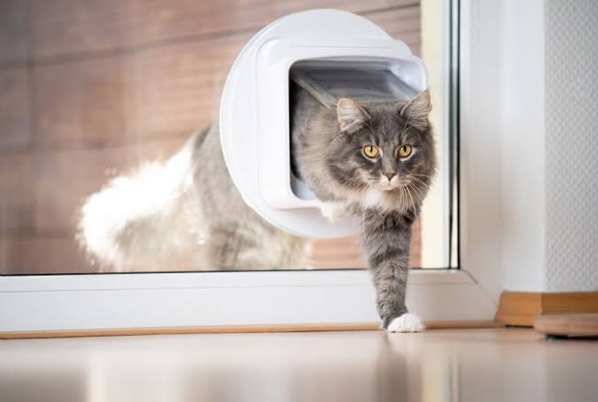 How to Train Your Cat to Use a Pet Door