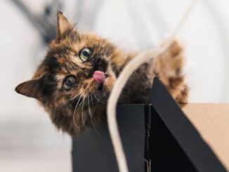5 Ways to Keep Your Cat Entertained Indoors