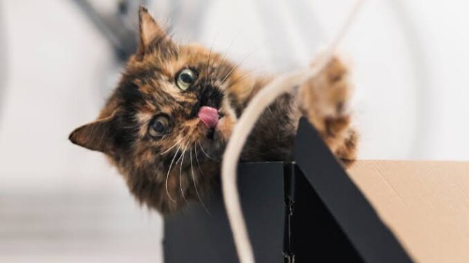 5 Ways to Keep Your Cat Entertained Indoors 5 Ways to Keep Your Cat Entertained Indoors