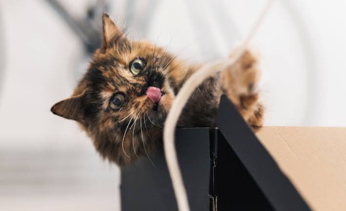 5 Ways to Keep Your Cat Entertained Indoors