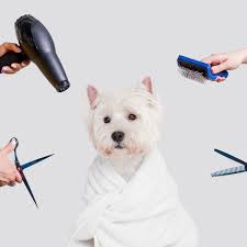 The Ultimate Guide to the Best Pet Grooming Tools for At-Home Care The Ultimate Guide to the Best Pet Grooming Tools for At-Home Care