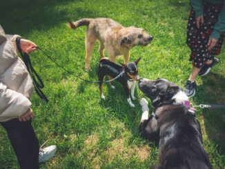 How to Socialize a Shy Puppy Effectively