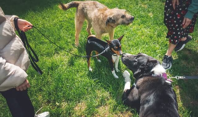 How to Socialize a Shy Puppy Effectively How to Socialize a Shy Puppy Effectively