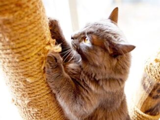 Why Your Cat Needs a Scratching Post