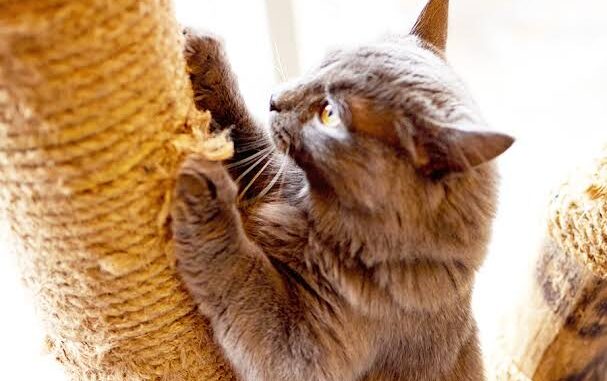 Why Your Cat Needs a Scratching Post Why Your Cat Needs a Scratching Post