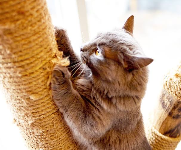 Why Your Cat Needs a Scratching Post
