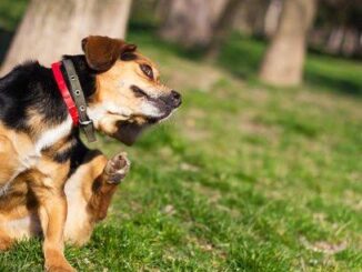 The Best Flea Treatments for Dogs in 2025