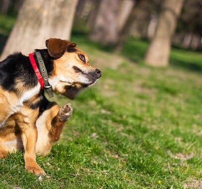 The Best Flea Treatments for Dogs in 2025 The Best Flea Treatments for Dogs in 2025