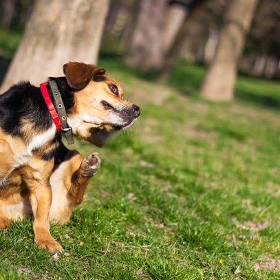 The Best Flea Treatments for Dogs in 2025