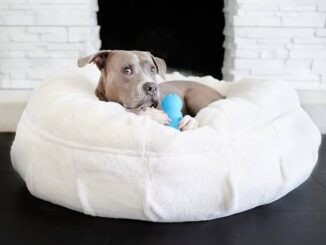 Best Pet Beds for Dogs with Joint Pain