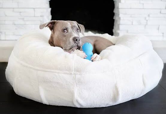 Best Pet Beds for Dogs with Joint Pain Best Pet Beds for Dogs with Joint Pain