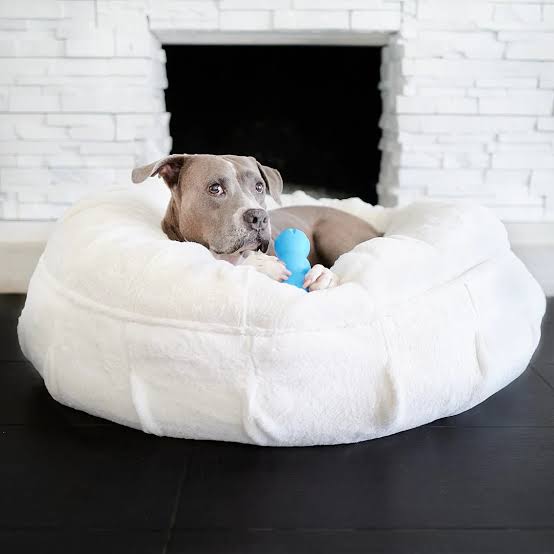 Best Pet Beds for Dogs with Joint Pain