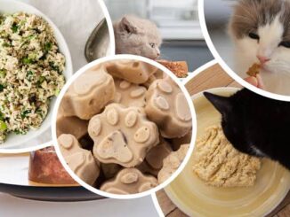 Homemade Cat Treat Recipes Your Feline Will Love