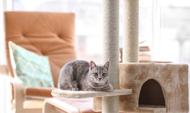How to Create a Cat-Friendly Home Environment How to Create a Cat-Friendly Home Environment