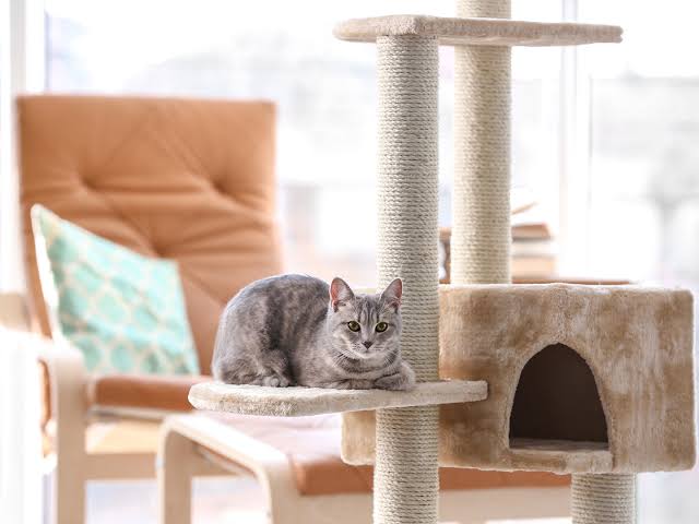 How to Create a Cat-Friendly Home Environment