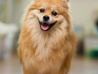 The Top 5 Dog Breeds for Apartment Living