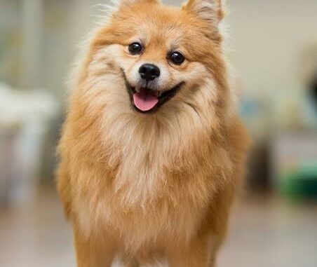 The Top 5 Dog Breeds for Apartment Living The Top 5 Dog Breeds for Apartment Living